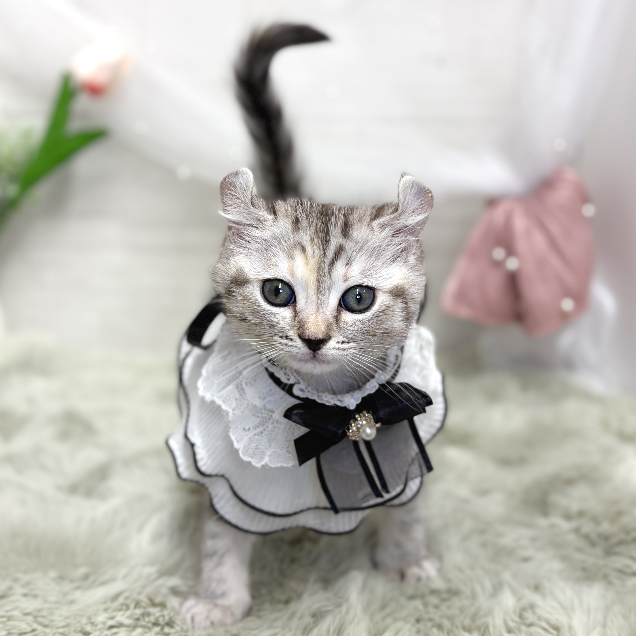 生体画像５