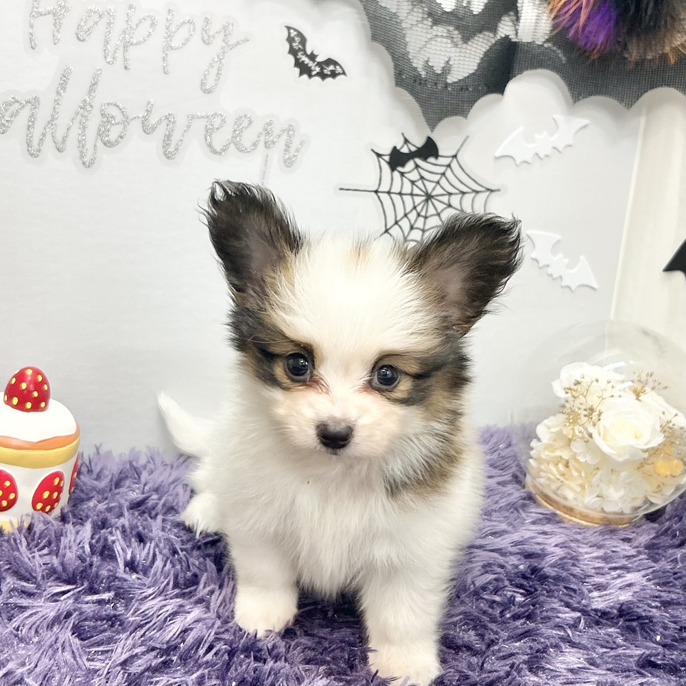 静岡県のパピヨン (犬の家＆猫の里プレ葉ウォーク浜北店/2026年8月4日生まれ/女の子/ホワイトブラウン)の子犬の1枚目の画像
