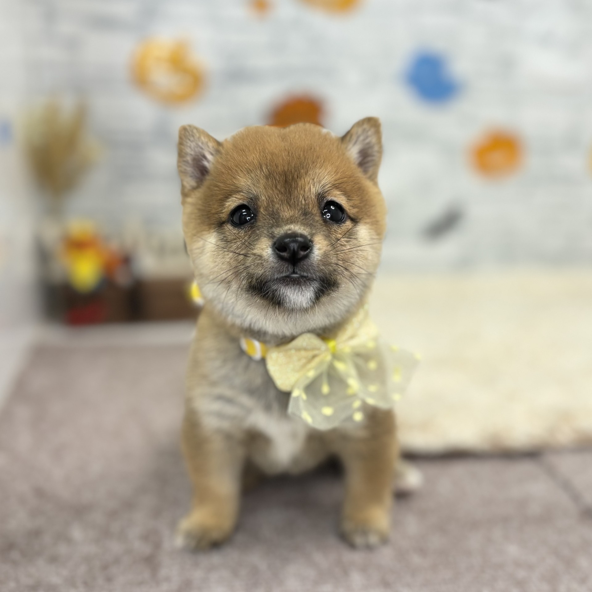 生体画像５