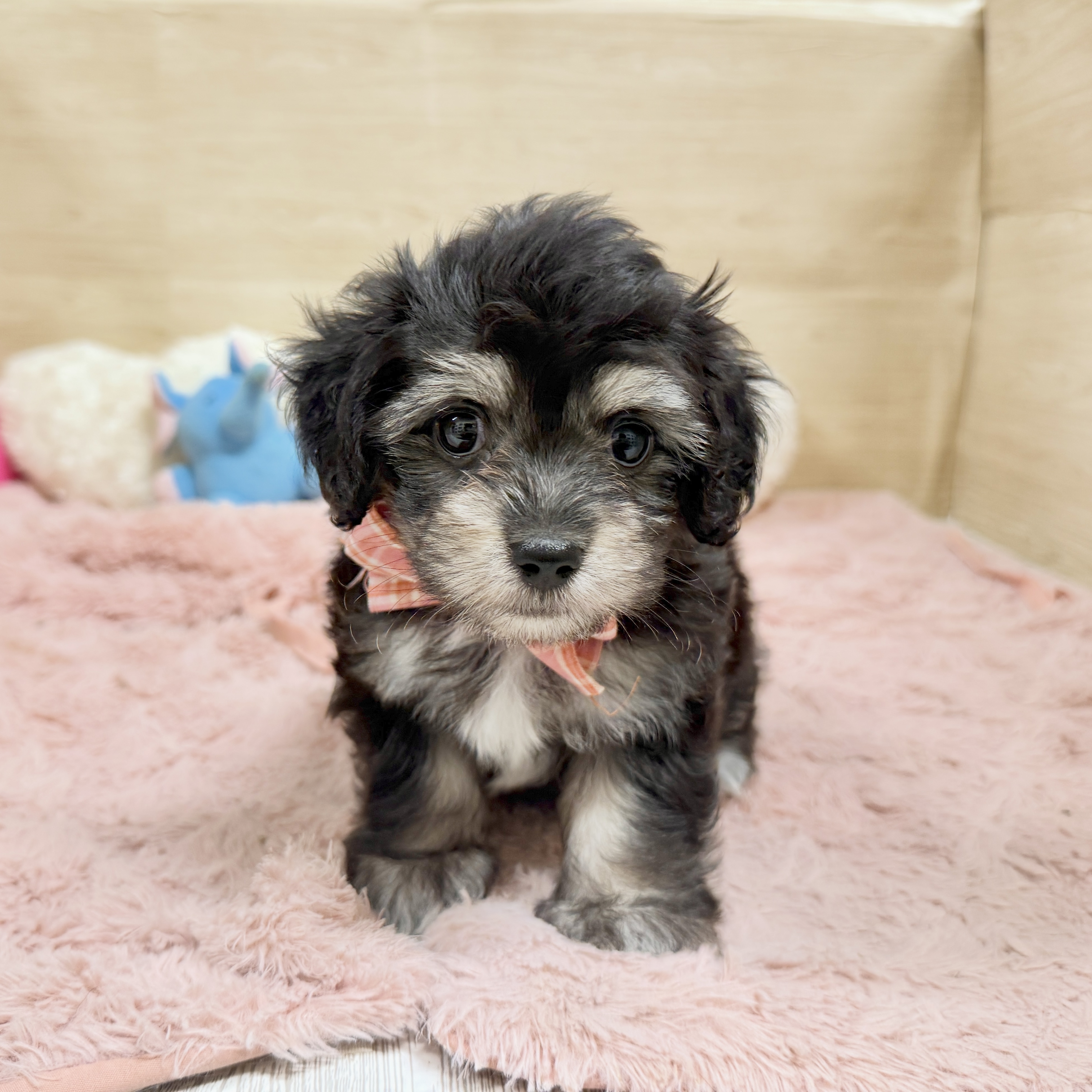 大阪府のマルックス(マルチーズ×ダックス) (犬の家＆猫の里そよら東岸和田店/2026年8月6日生まれ/女の子/ブラッククリーム)の子犬の1枚目の画像