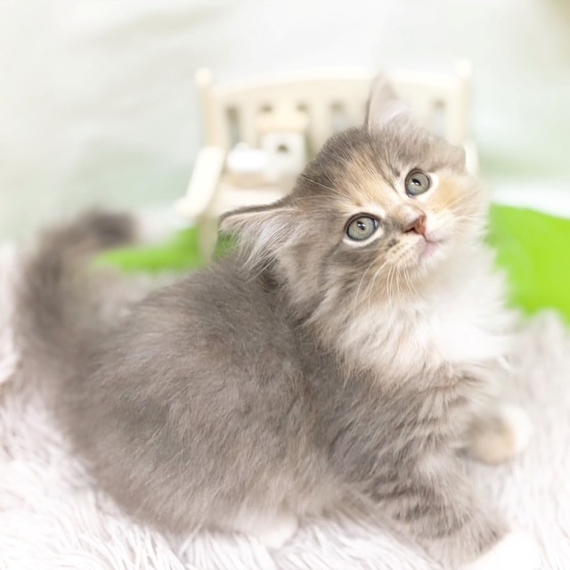 静岡県のサイベリアン (犬の家＆猫の里藤枝店/2026年8月3日生まれ/女の子/ブルーパッチドタビーホワイト)の子猫の1枚目の画像