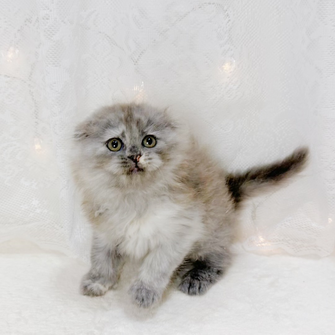 千葉県のスコティッシュフォールド (犬の家＆猫の里BIGHOPガーデンモール印西店/2026年8月8日生まれ/女の子/トーティーシェルスモーク)の子猫の1枚目の画像