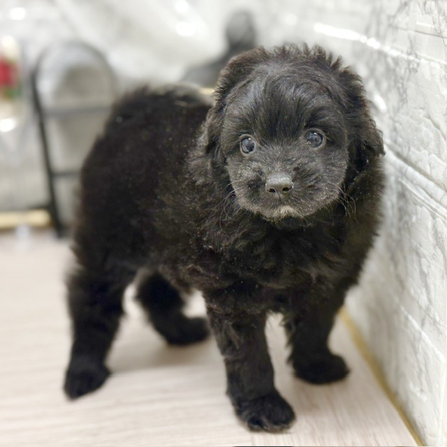 千葉県のポメプー(ポメラニアン×プードル) (犬の家＆猫の里ワンズモール稲毛店/2026年8月9日生まれ/女の子/ブラック)の子犬の1枚目の画像