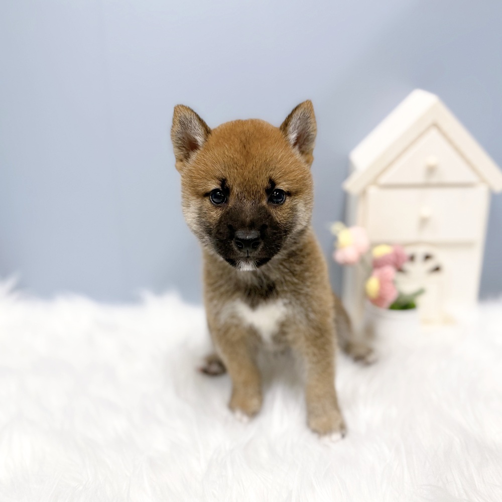 愛知県の豆柴 (犬の家＆猫の里岡崎店/2026年8月10日生まれ/男の子/赤)の子犬の1枚目の画像