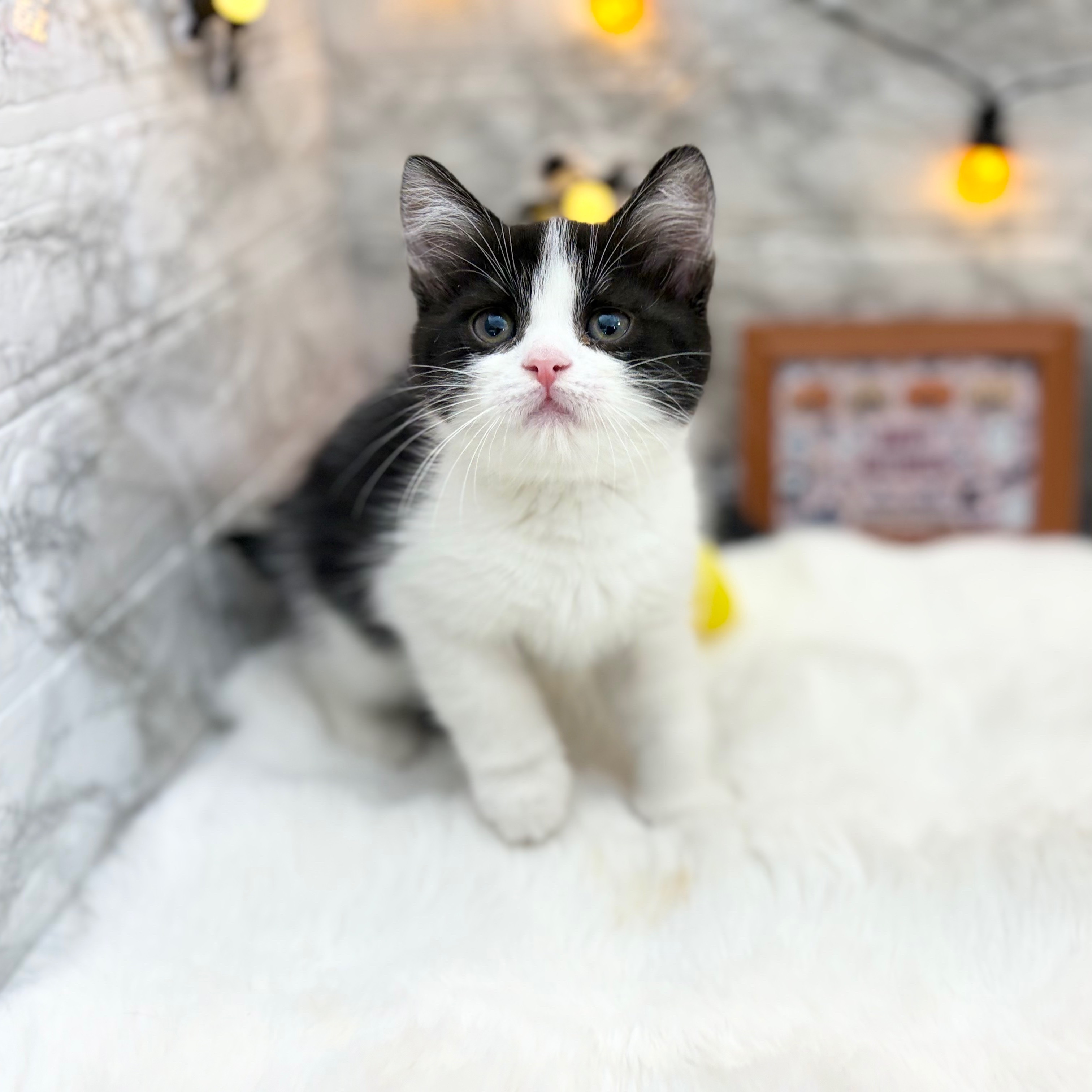 静岡県のスコティッシュストレート (犬の家＆猫の里MEGAドン・キホーテ袋井店/2026年8月15日生まれ/男の子/ブラックホワイト)の子猫の1枚目の画像