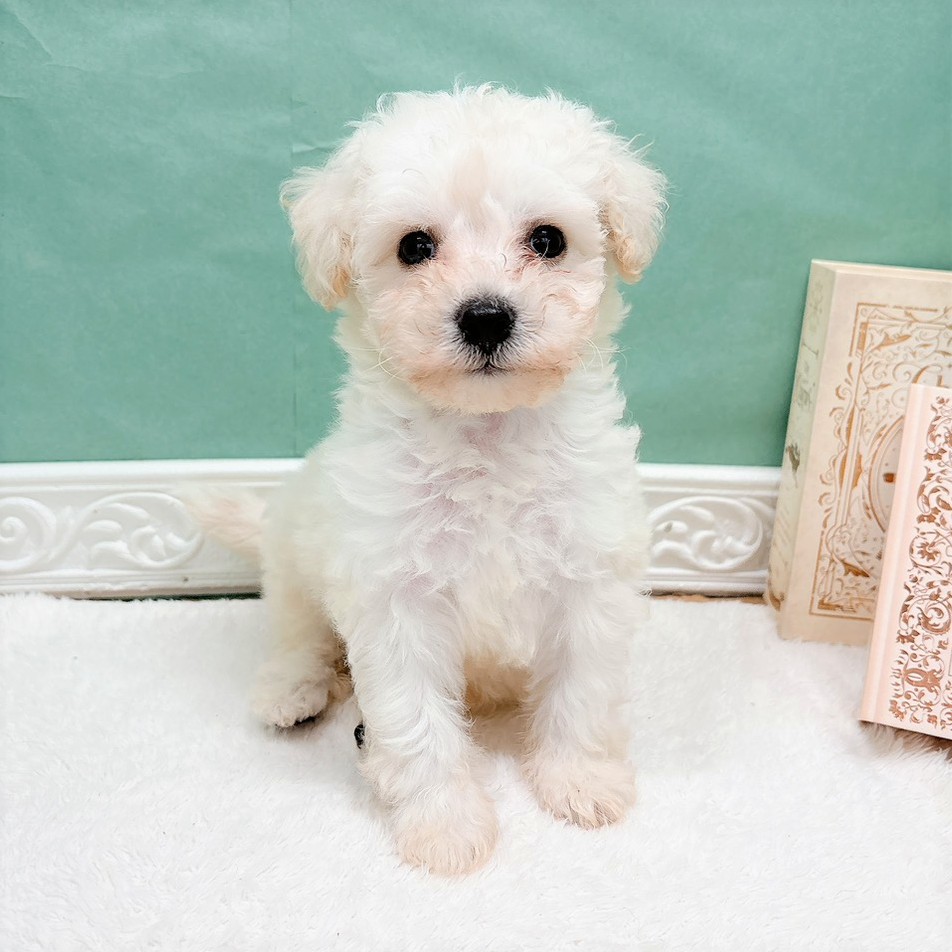 石川県のビションフリーゼ (犬の家＆猫の里アミーゴ金沢有松店/2026年8月7日生まれ/男の子/ホワイト)の子犬の1枚目の画像
