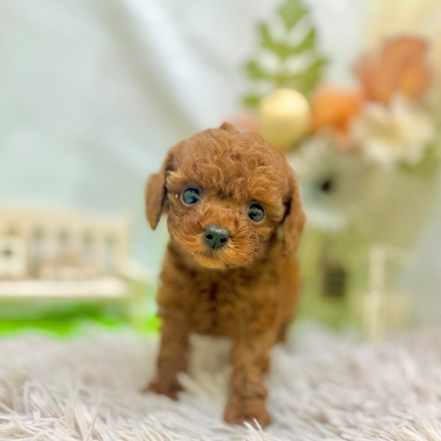 生体画像５