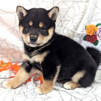 神奈川県の柴犬(標準サイズ) (犬の家＆猫の里小田原店/2026年8月17日生まれ/女の子/黒)の子犬の1枚目の画像
