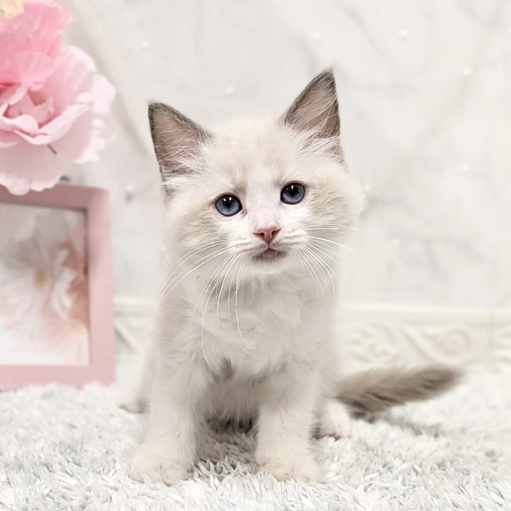 福井県のラグドール (犬の家＆猫の里福井店/2026年8月18日生まれ/女の子/ブルーポイントバイカラー)の子猫の1枚目の画像