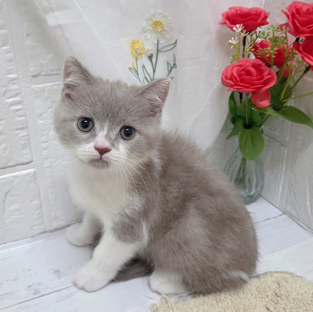 岡山県のブリティッシュショートヘアー (犬の家＆猫の里岡山店/2026年8月18日生まれ/男の子/ライラックタビーホワイト)の子猫の1枚目の画像