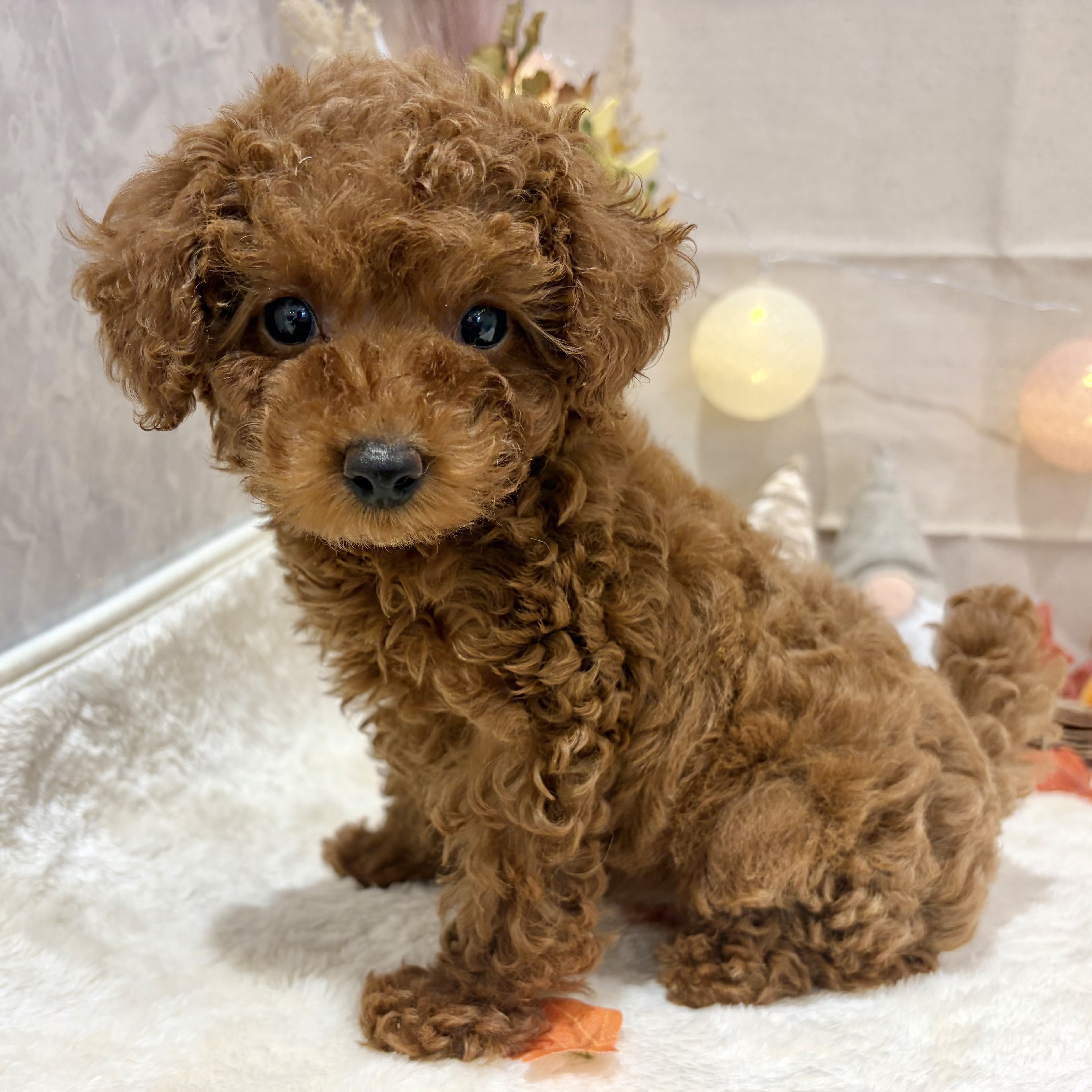 福岡県のトイプードル(トイ) (犬の家＆猫の里くりえいと宗像店/2026年8月25日生まれ/女の子/レッド)の子犬の1枚目の画像
