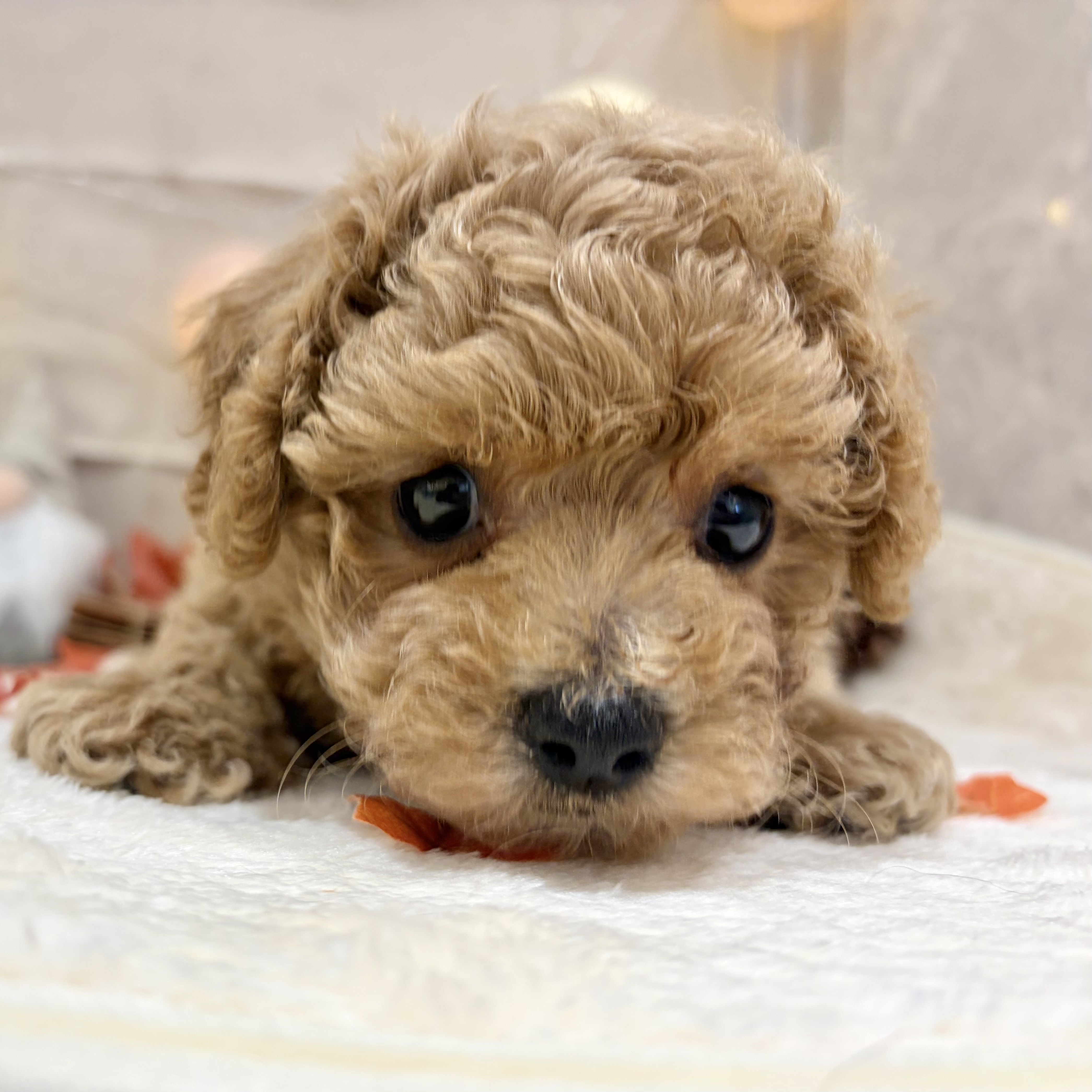 ハーフ犬女の子の写真