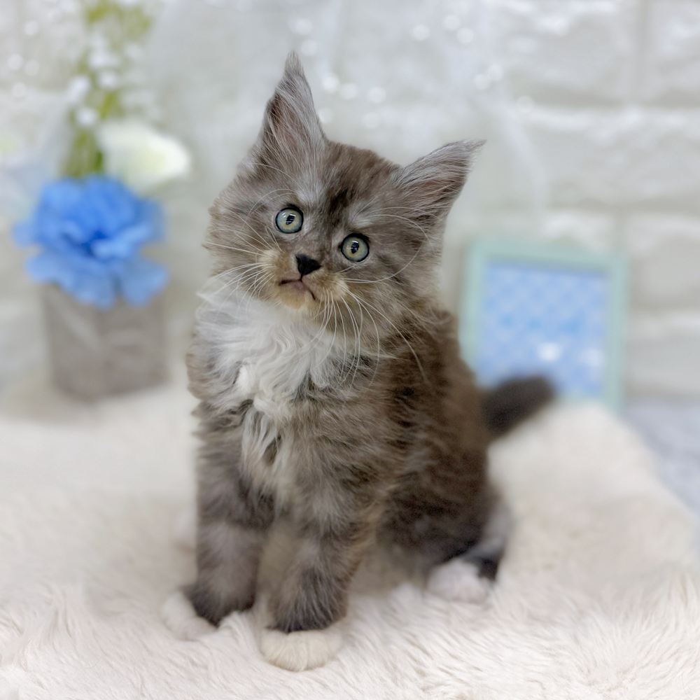 福井県のメインクーン (犬の家＆猫の里アミーゴ福井大和田店/2026年8月25日生まれ/男の子/ブルータビーホワイト)の子猫の1枚目の画像