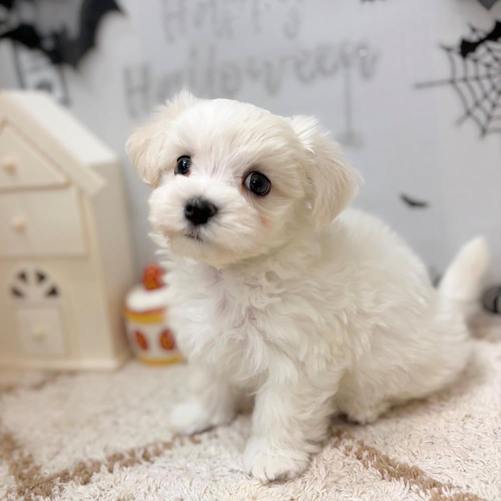 静岡県のマルチーズ (犬の家＆猫の里プレ葉ウォーク浜北店/2026年8月23日生まれ/男の子/ホワイト)の子犬の1枚目の画像
