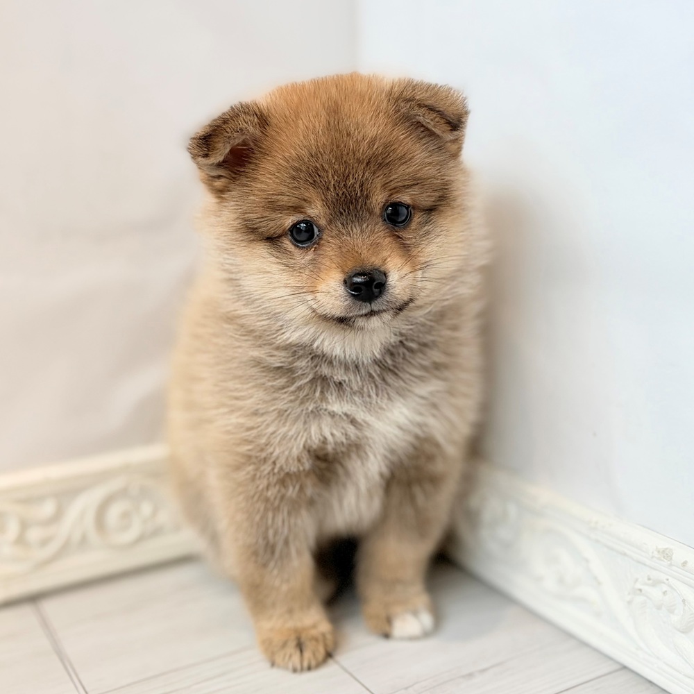 ハーフ犬男の子の写真