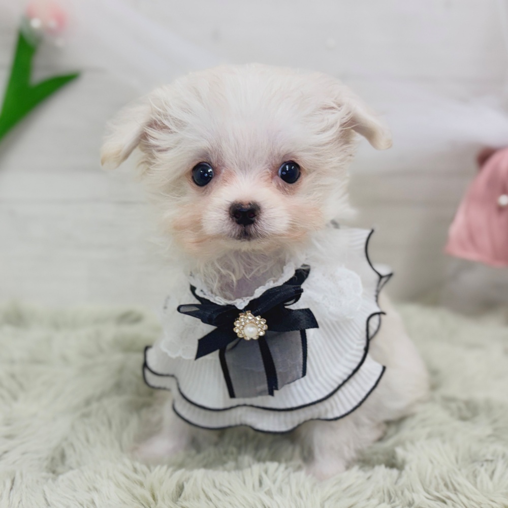 ハーフ犬男の子の写真