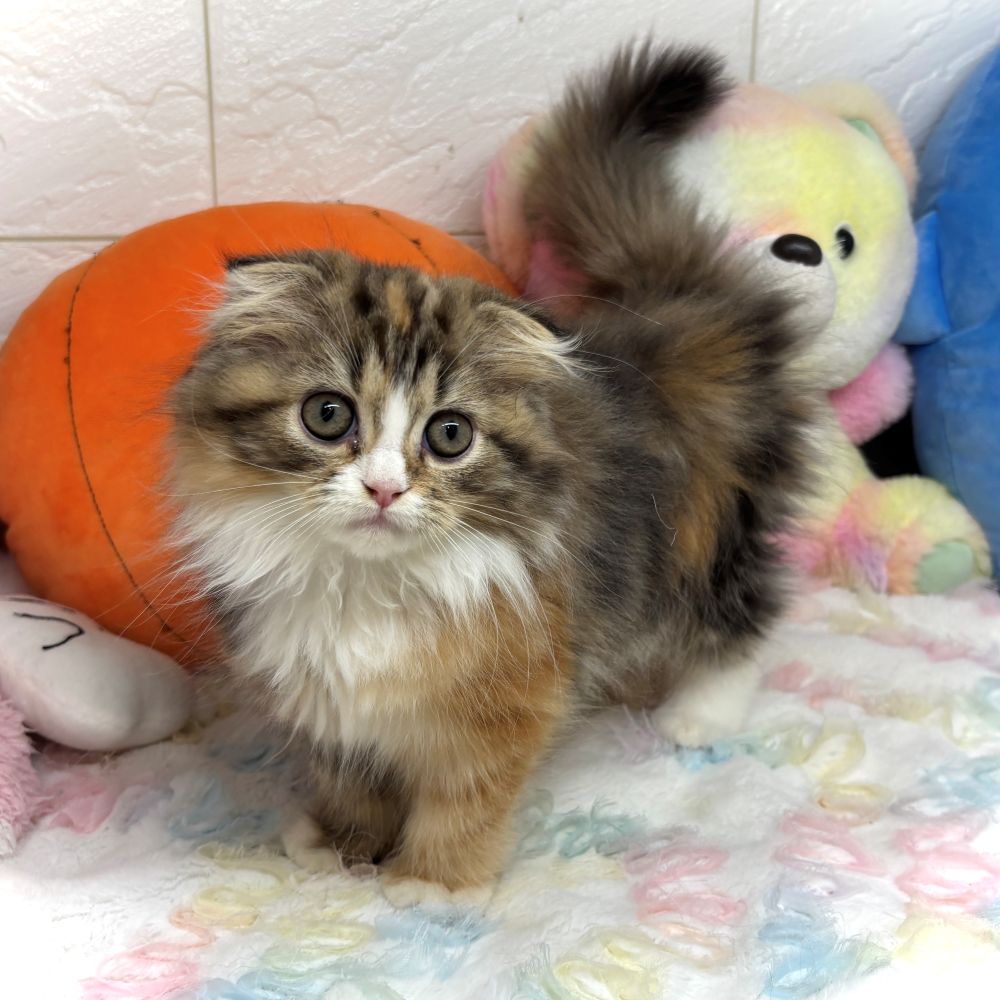 兵庫県のスコティッシュフォールド (犬の家＆猫の里ゆめタウン姫路店/2026年8月29日生まれ/女の子/ブラウンパッチドタビーホワイト)の子猫の1枚目の画像