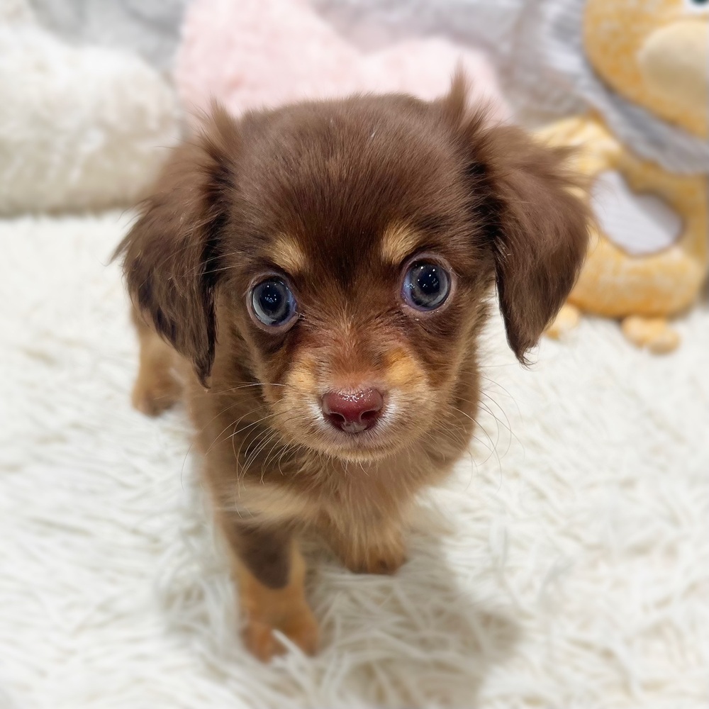 ハーフ犬男の子の写真