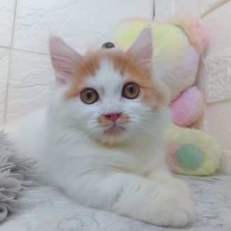 兵庫県のマンチカン (犬の家＆猫の里ゆめタウン姫路店/2025年4月10日生まれ/女の子/レッドタビーホワイト)の子猫の1枚目の画像