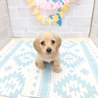 静岡県のミニチュアダックスフンド(ロング) (犬の家＆猫の里プレ葉ウォーク浜北店/2025年6月16日生まれ/女の子/イエロー)の子犬の1枚目の画像