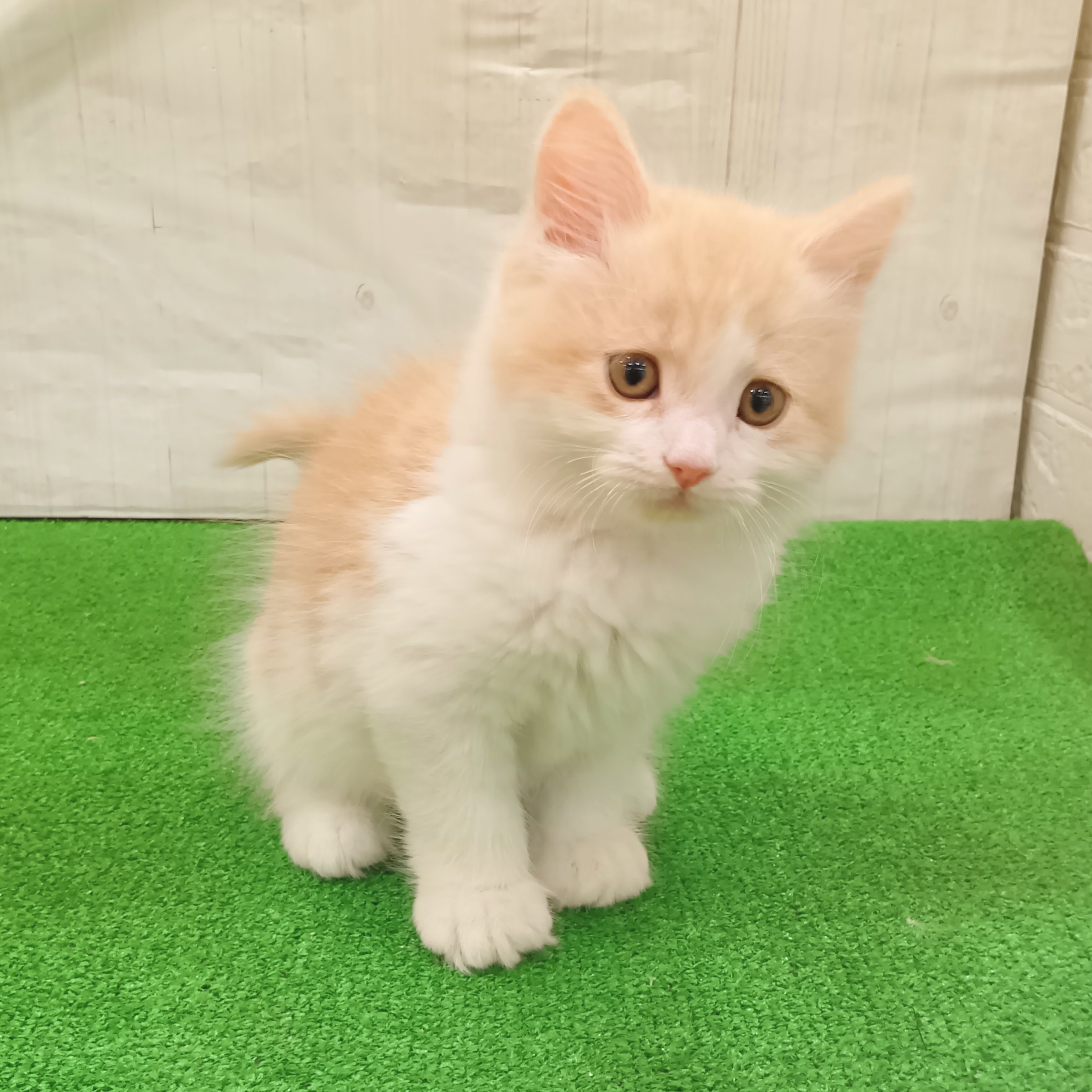 三重県のサイベリアン (犬の家＆猫の里三重桑名店/2025年8月27日生まれ/男の子/クリームタビーホワイト)の子猫の1枚目の画像