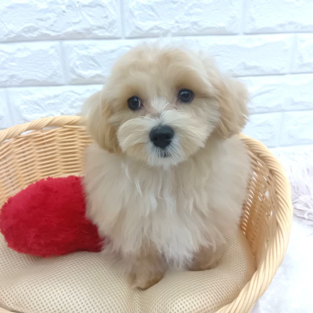 愛知県のマルプー(マルチーズ×プードル) (犬の家＆猫の里MEGAドン・キホーテ東海名和店/2025年12月17日生まれ/男の子/クリームホワイト)の子犬の1枚目の画像