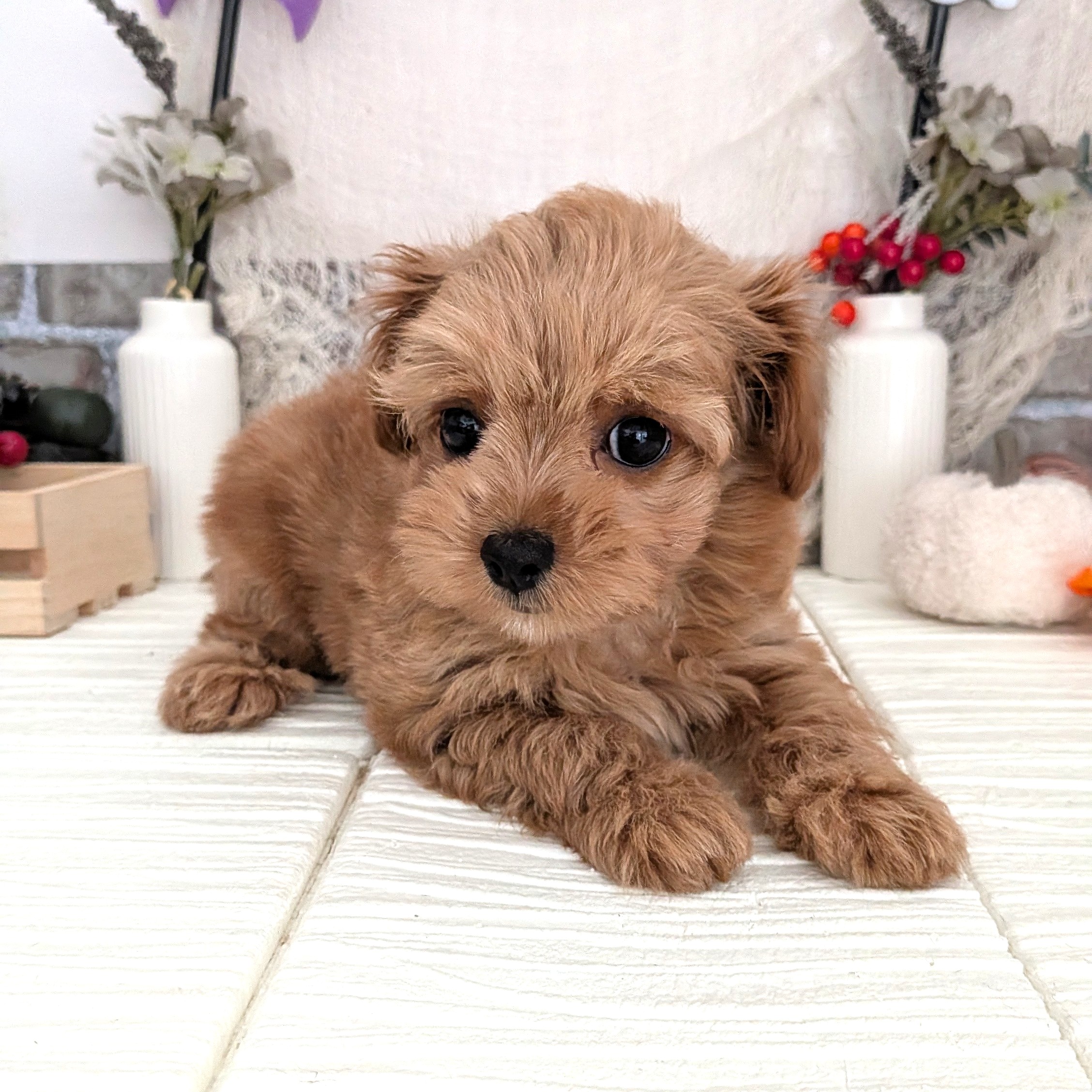 2025年8月18日生まれのチワプー/プーチー(チワワ×プードル)の5枚目の写真