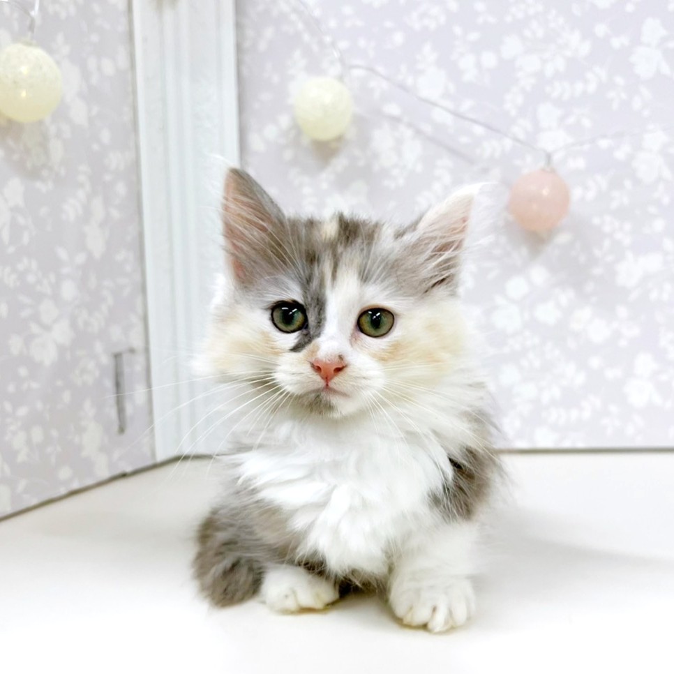 富山県のミヌエット (犬の家＆猫の里アミーゴ高岡蓮花寺店/2026年5月4日生まれ/女の子/ダイリュートキャリコ)の子猫の1枚目の画像