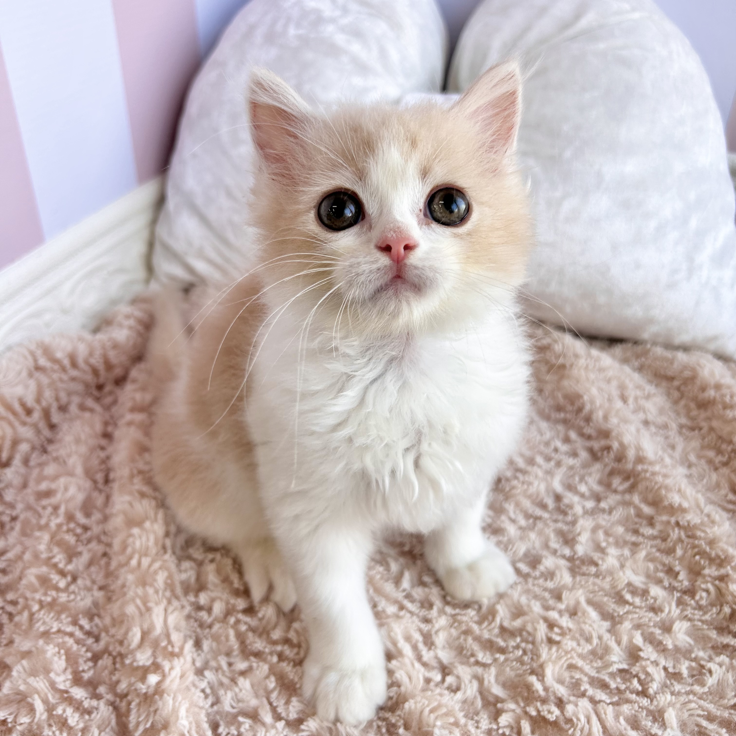 岡山県のスコティッシュストレート (犬の家&猫の里倉敷中庄店/2025年8月8日生まれ/男の子/クリームタビーホワイト)の子猫