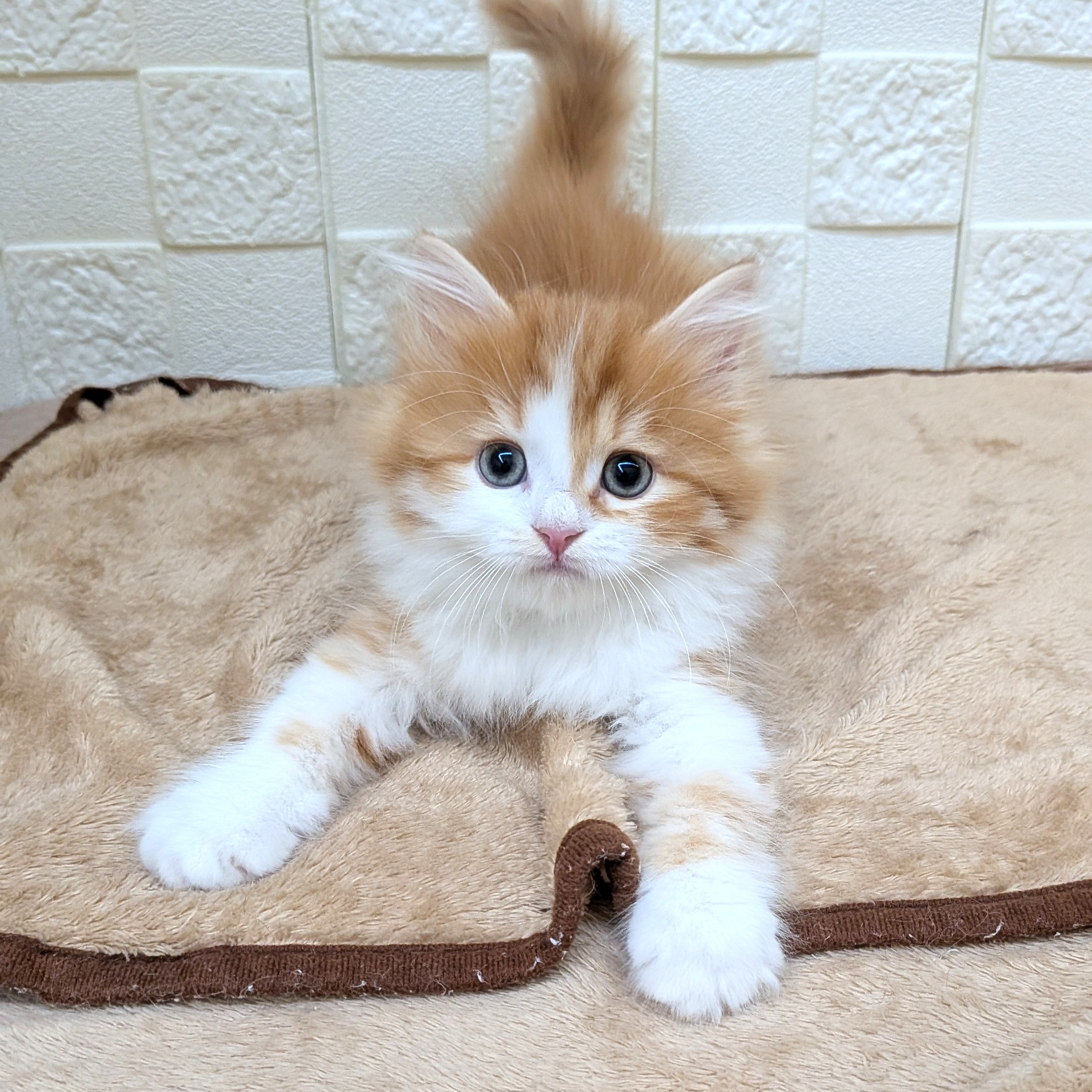 2025年8月27日生まれのスコティッシュフォールドの5枚目の写真