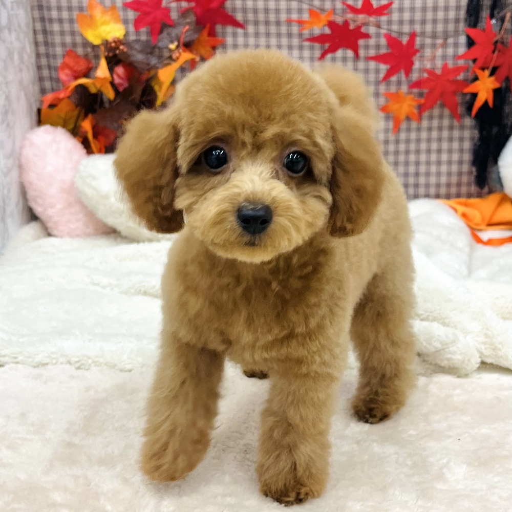 愛知県のトイプードル(トイ) (犬の家＆猫の里エアポートウォーク店/2025年7月2日生まれ/女の子/レッドフォーン)の子犬の1枚目の画像
