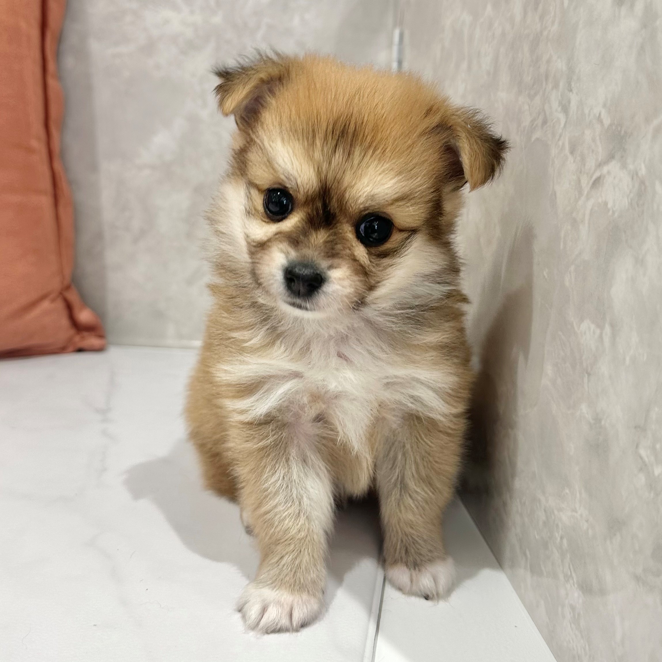 ハーフ犬男の子の写真