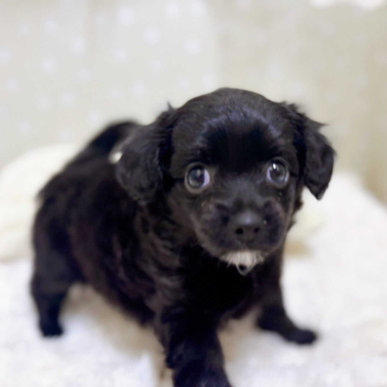 愛知県のチワプー/プーチー(チワワ×プードル) (犬の家＆猫の里安城店/2026年2月8日生まれ/女の子/ブラック)の子犬