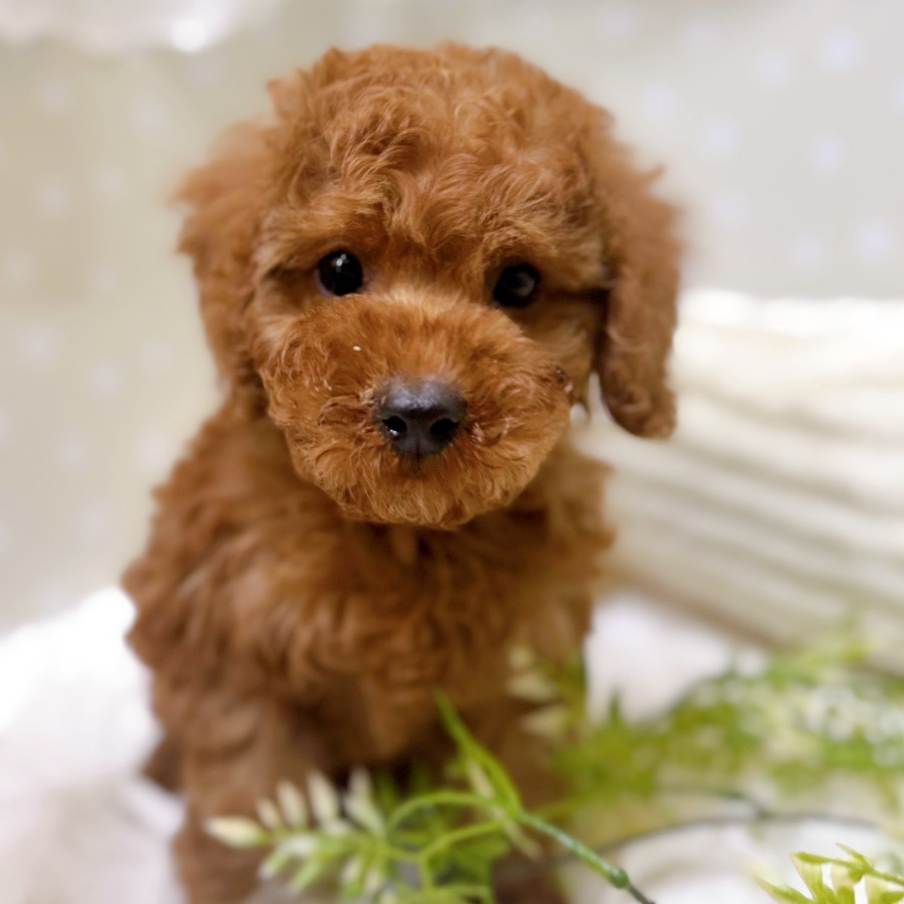 愛知県のトイプードル(トイ) (犬の家＆猫の里安城店/2026年1月25日生まれ/男の子/レッド)の子犬の1枚目の画像