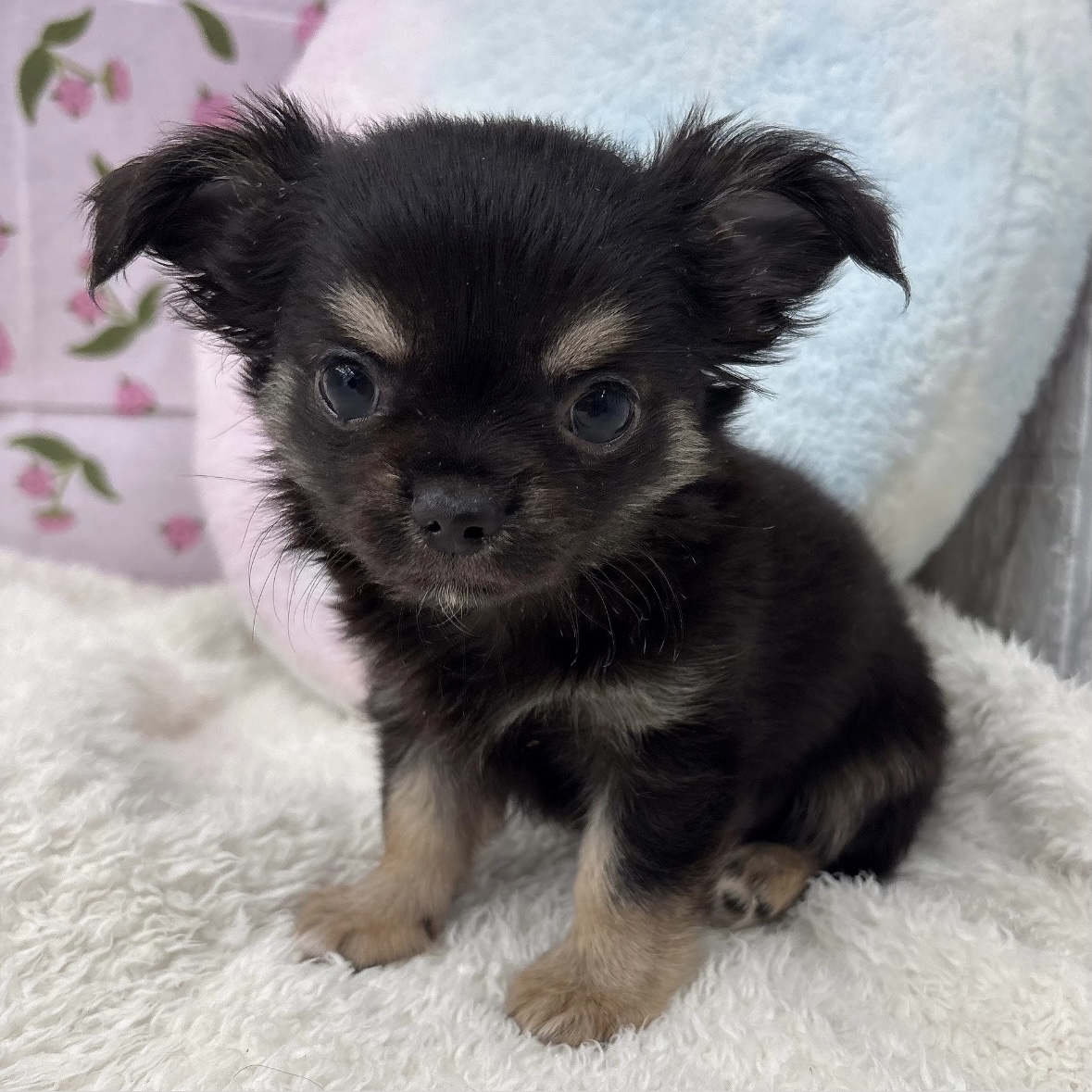 愛知県のチワワ(ロング) (犬の家＆猫の里エアポートウォーク店/2026年8月2日生まれ/男の子/ブラックタンホワイト)の子犬の1枚目の画像