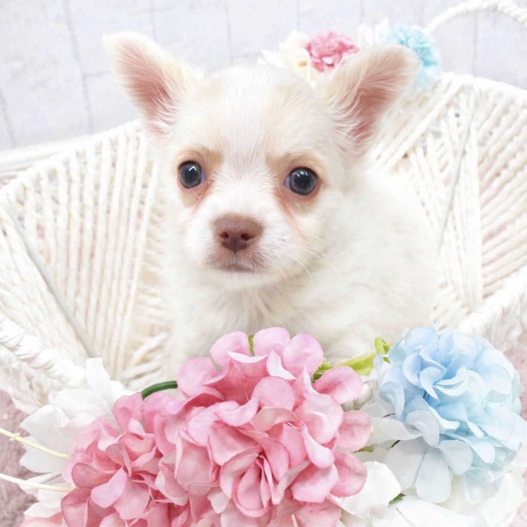 石川県のチワワ(ロング) (犬の家＆猫の里アミーゴ金沢有松店/2025年12月29日生まれ/女の子/クリームホワイト)の子犬の1枚目の画像