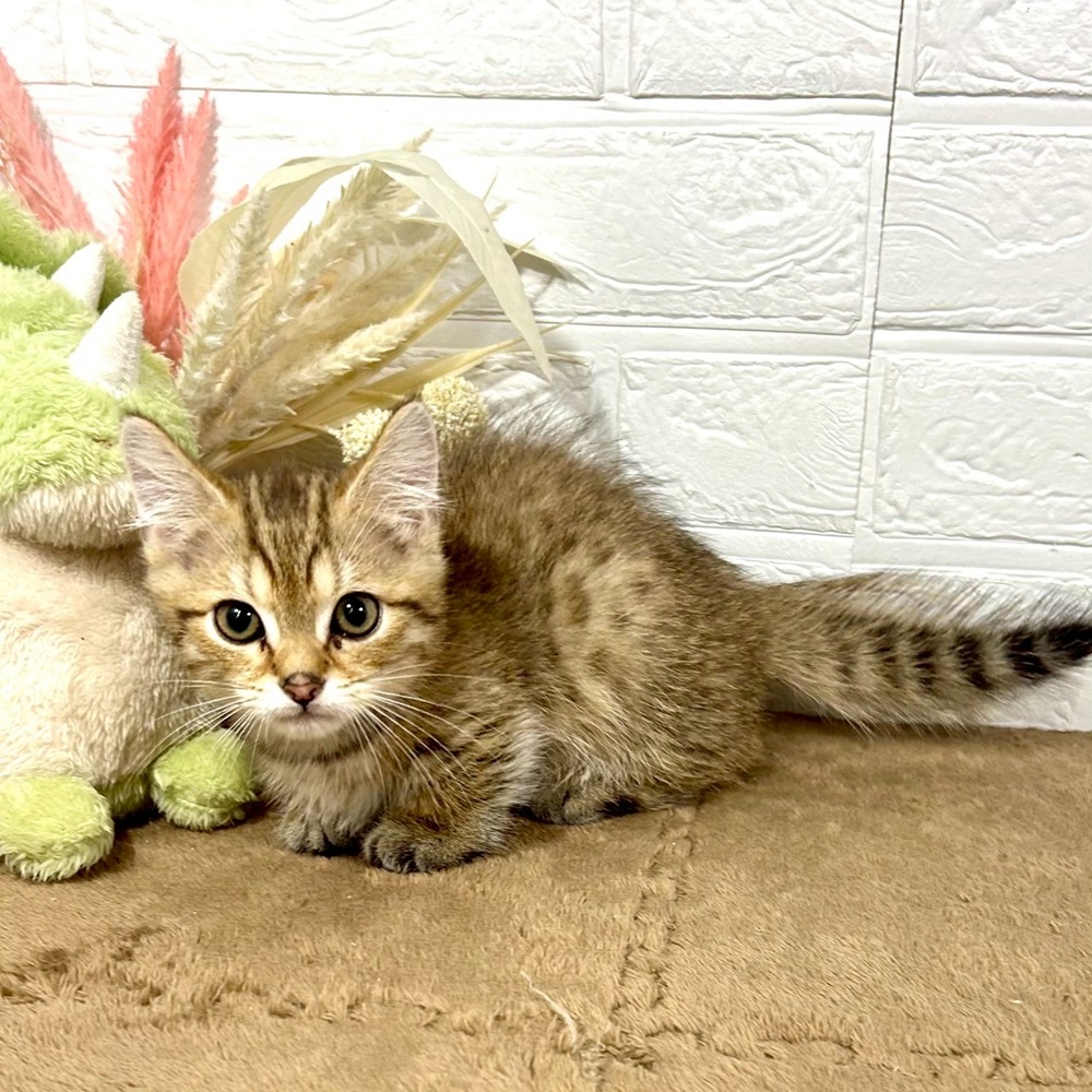 兵庫県のミヌエット (犬の家＆猫の里ニッケパークタウン加古川店/2025年7月13日生まれ/男の子/ブラウンタビー)の子猫の1枚目の画像