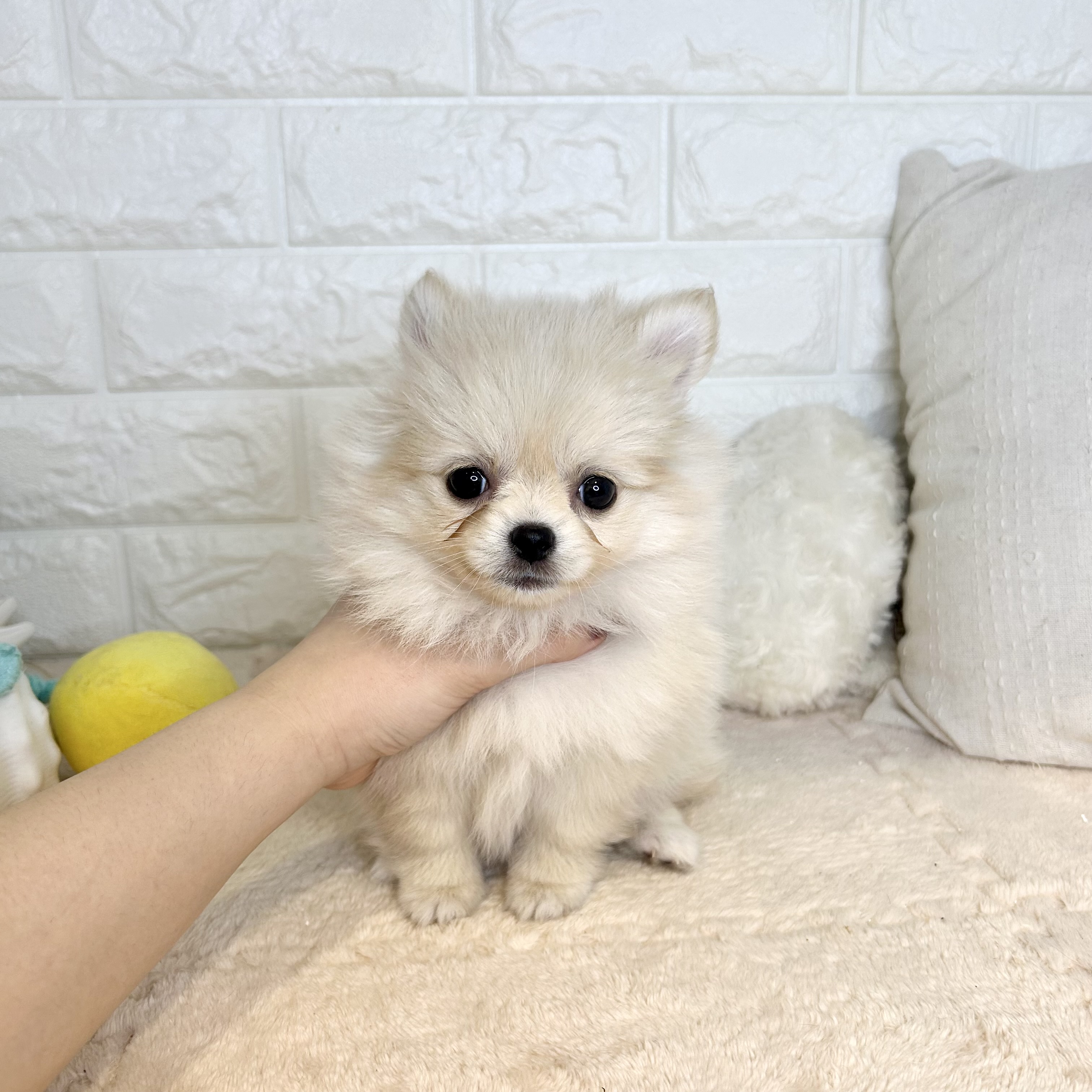 東京都のポメチワ/チワポメ/ポメチー(ポメラニアン×チワワ) (犬の家＆猫の里新宿店/2025年9月20日生まれ/女の子/クリームホワイト)の子犬の1枚目の画像