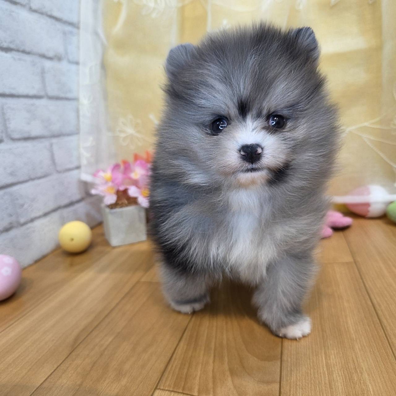 長野県のポメラニアン (犬の家＆猫の里カインズ梓川店/2026年2月3日生まれ/男の子/ブルーマール)の子犬の1枚目の画像