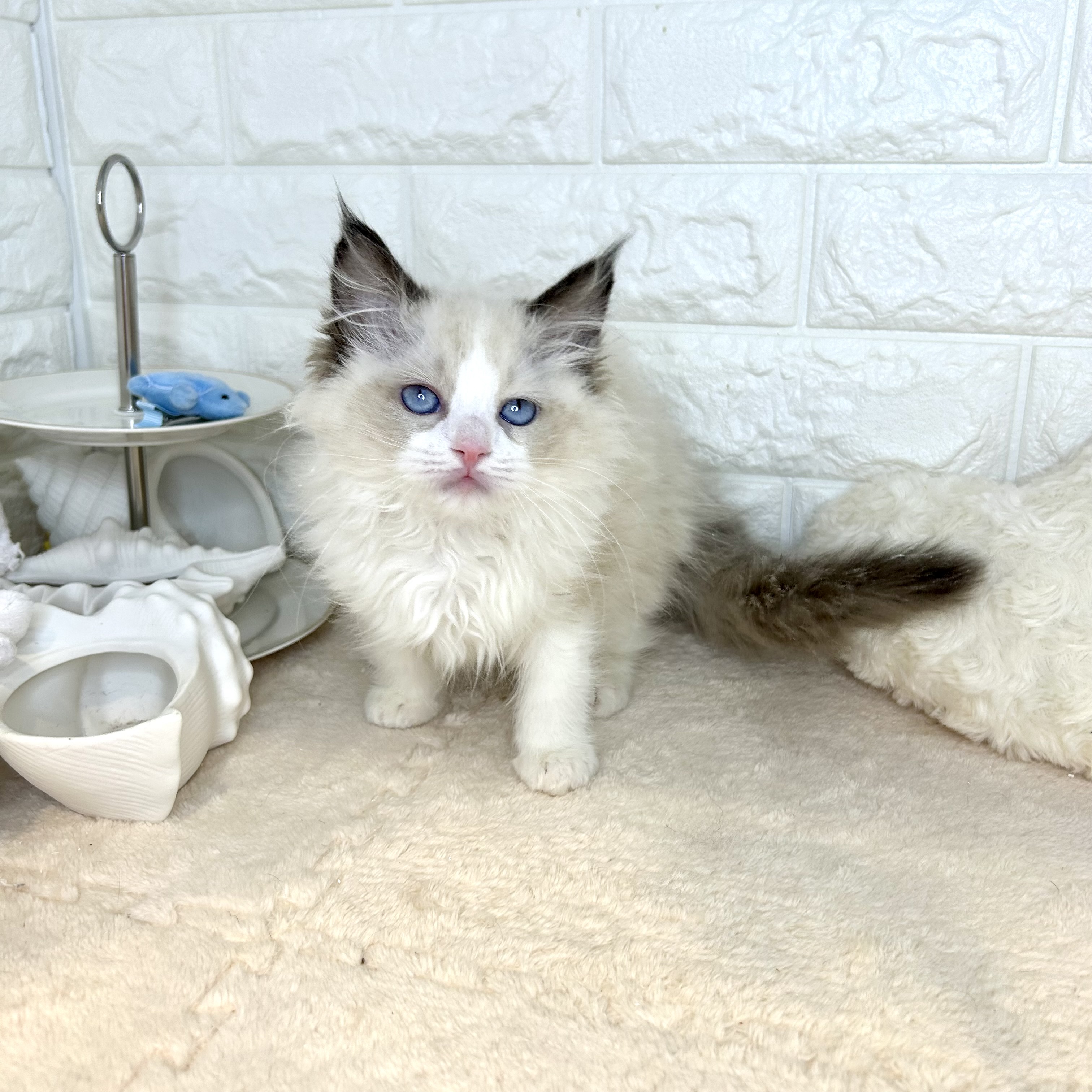 ラグドール女の子の写真