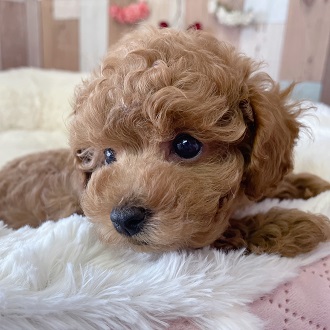 生体画像５