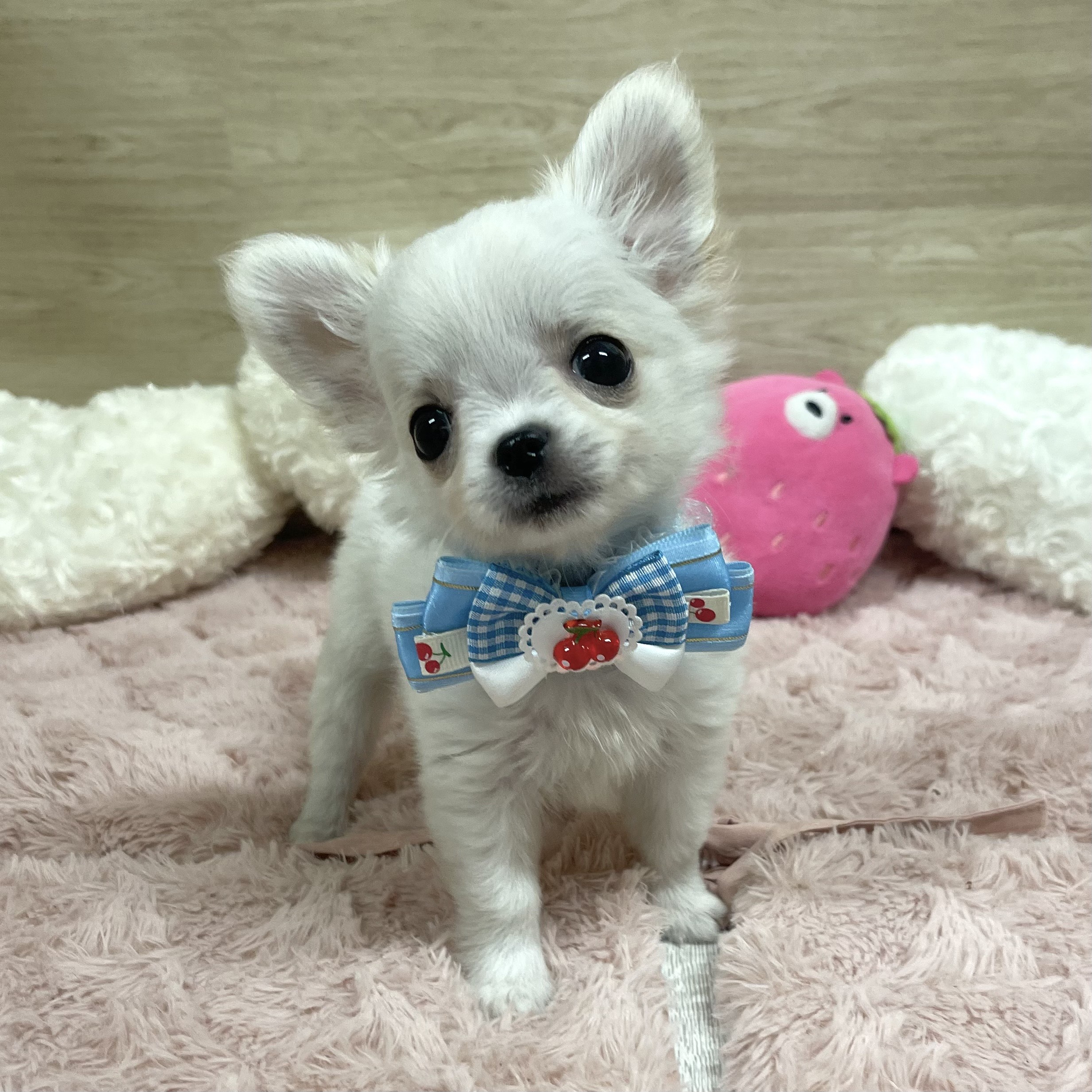 大阪府のチワワ(ロング) (犬の家＆猫の里そよら東岸和田店/2025年5月10日生まれ/男の子/ホワイトクリーム)の子犬の1枚目の画像