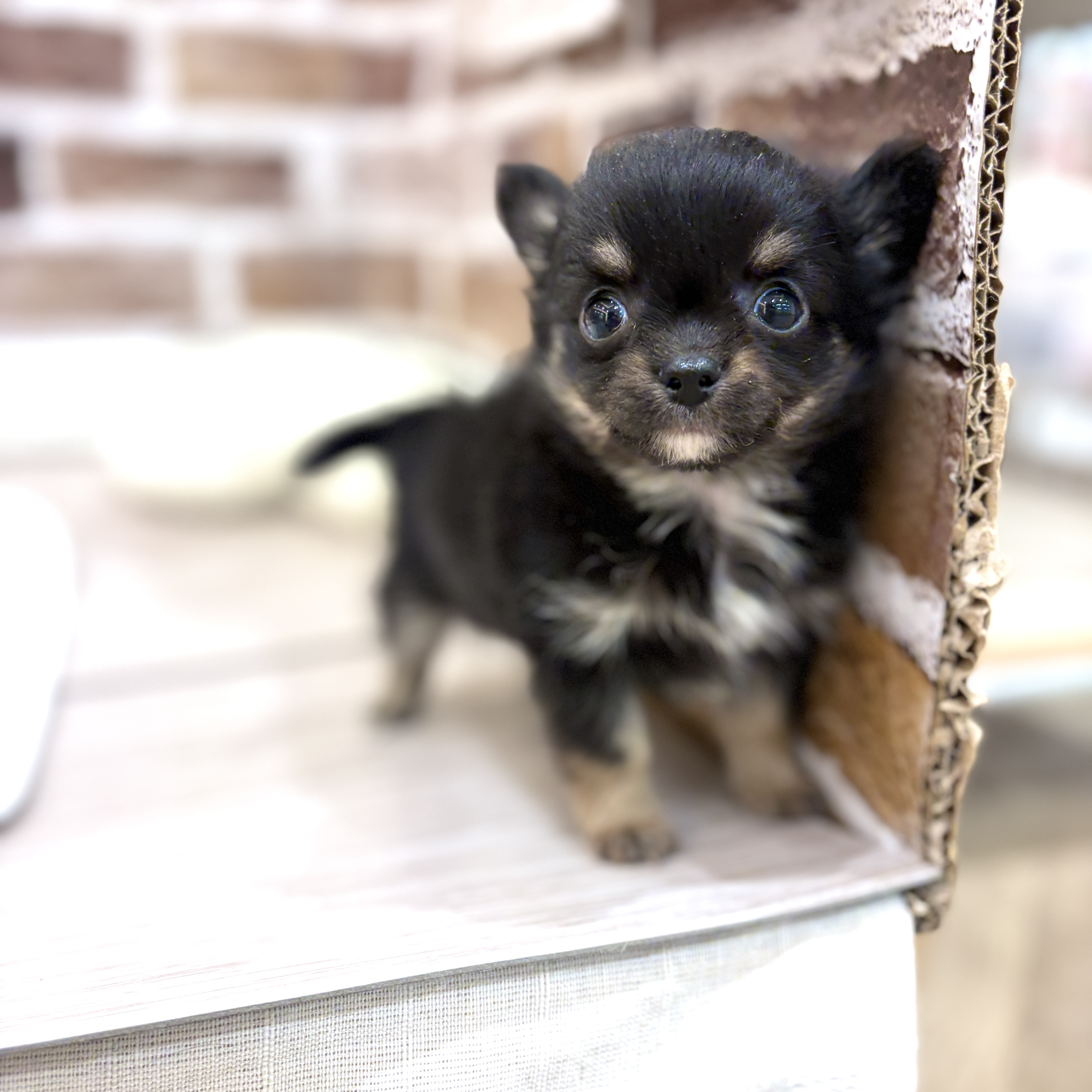 三重県のチワワ(ロング) (犬の家＆猫の里三重桑名店/2026年5月5日生まれ/男の子/ブラックタンホワイト)の子犬の1枚目の画像