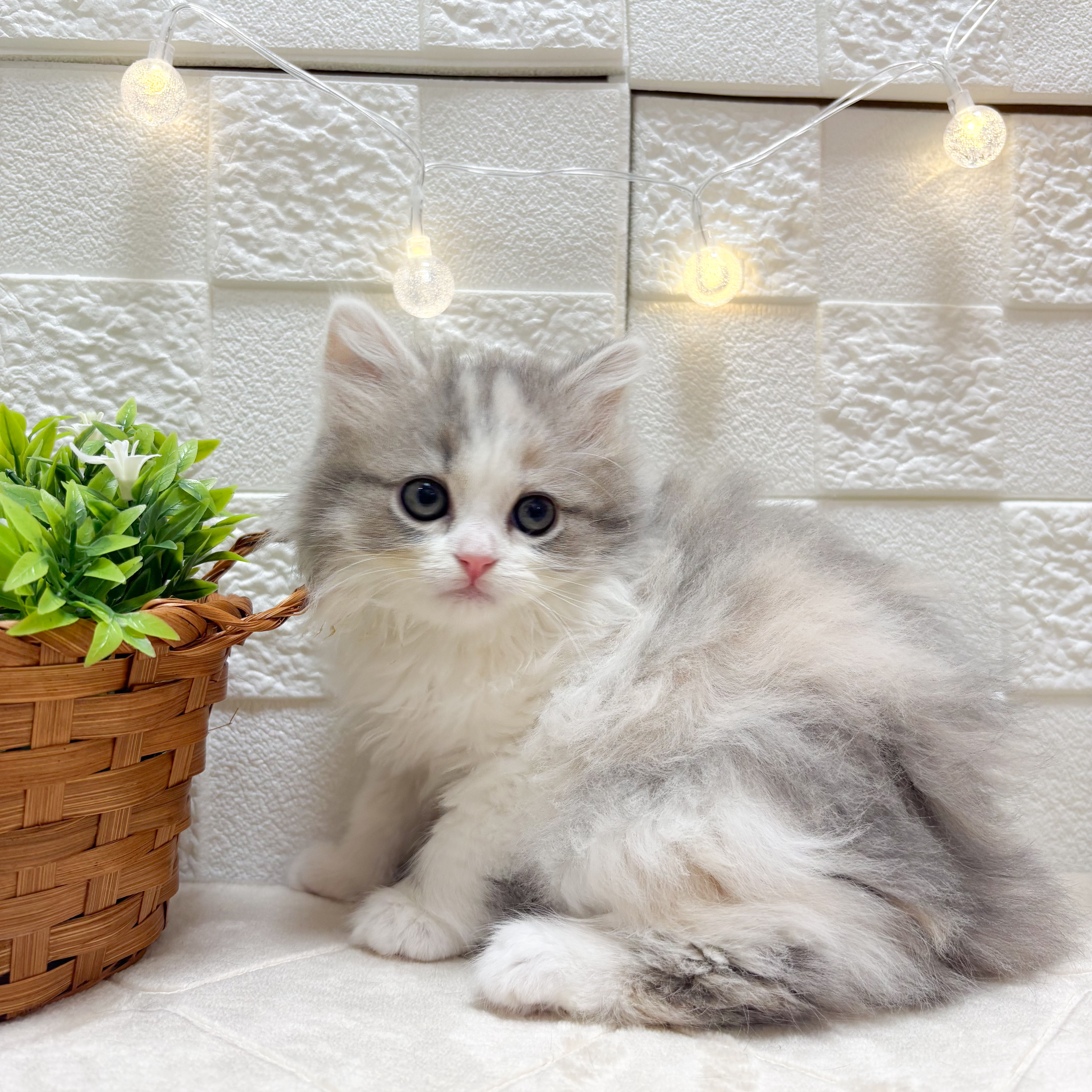 マンチカン女の子の写真