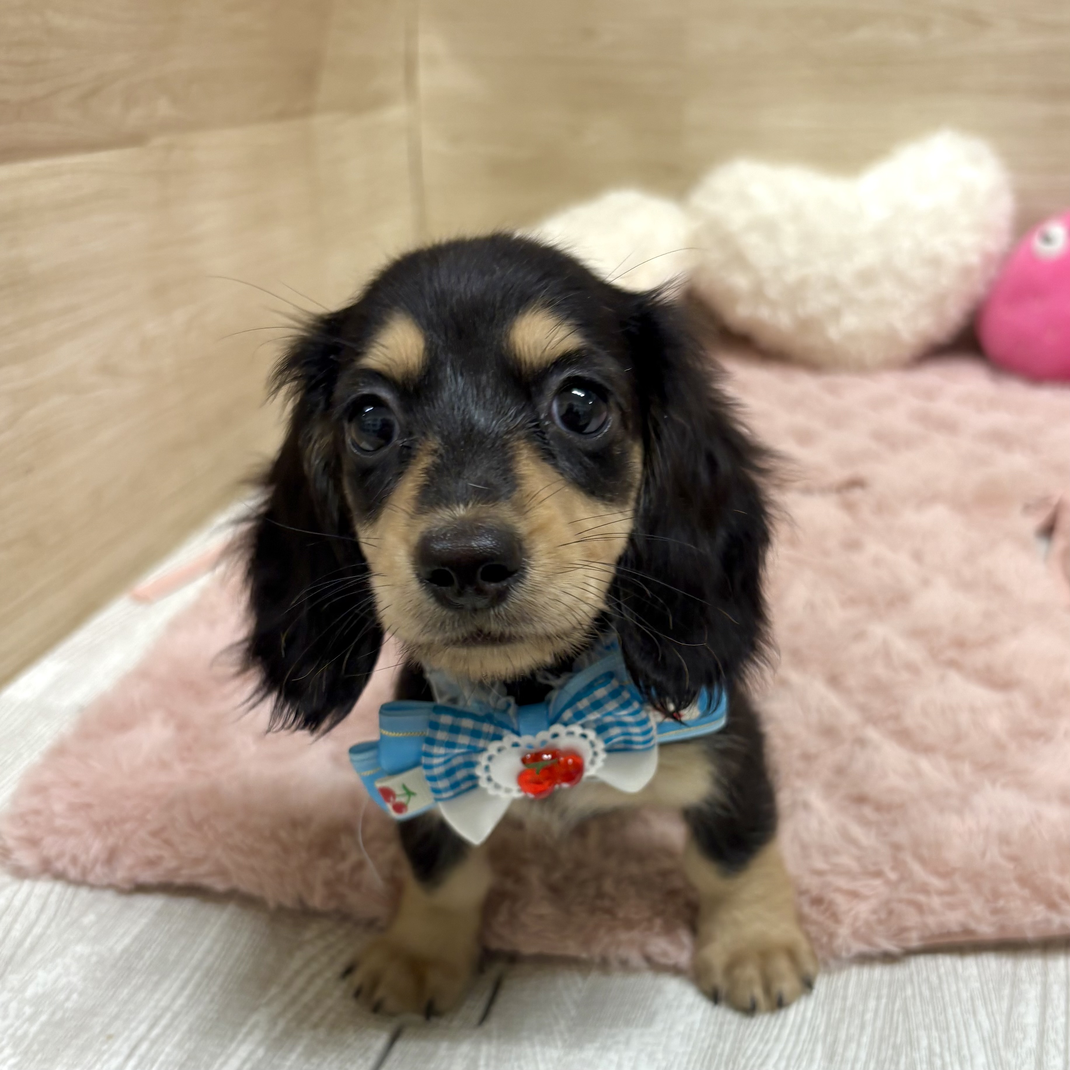 兵庫県のミニチュアダックスフンド(ロング) (犬の家＆猫の里ゆめタウン姫路店/2025年6月1日生まれ/女の子/ブラックタン)の子犬の1枚目の画像