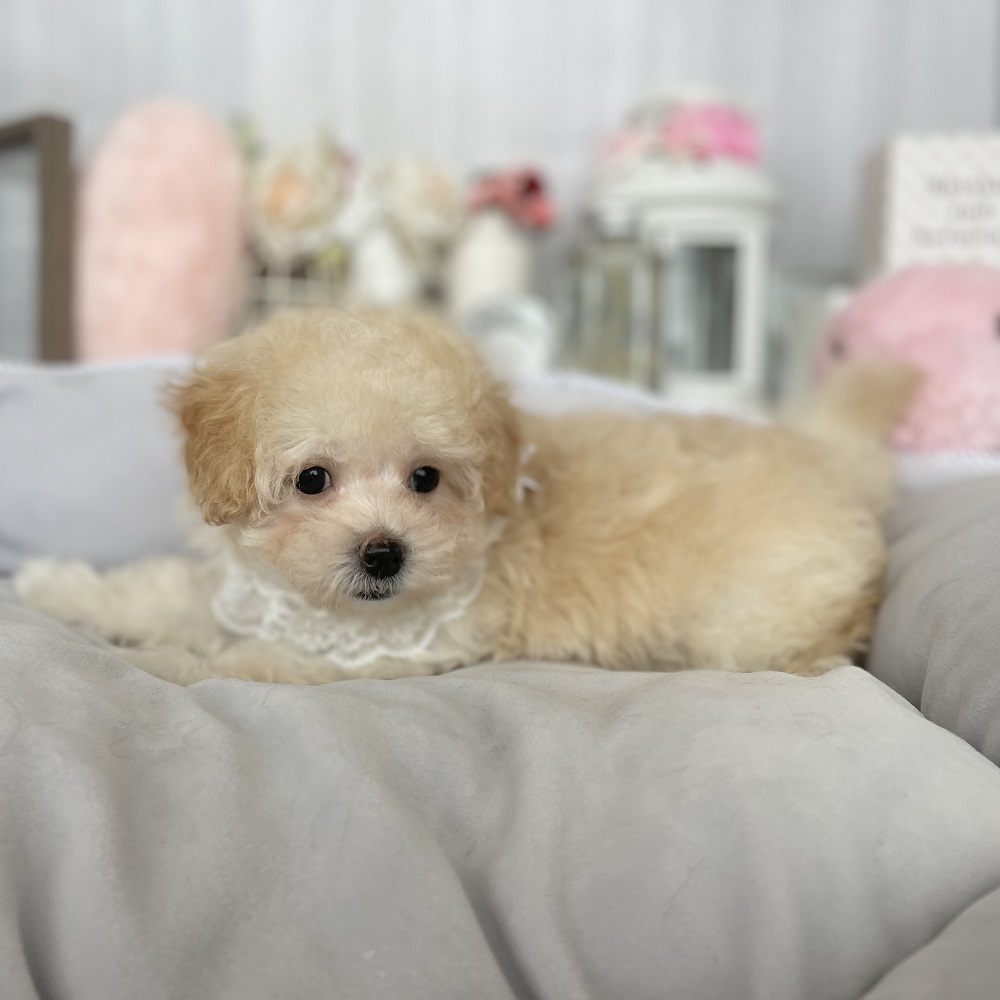 ハーフ犬の画像5