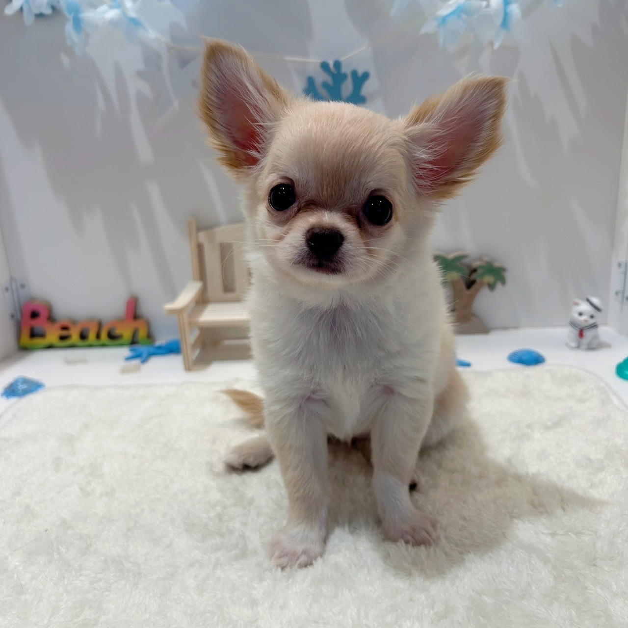 岡山県のチワワ(ロング) (犬の家＆猫の里天満屋ハピーズ西大寺モール店/2026年6月11日生まれ/女の子/クリーム)の子犬の1枚目の画像
