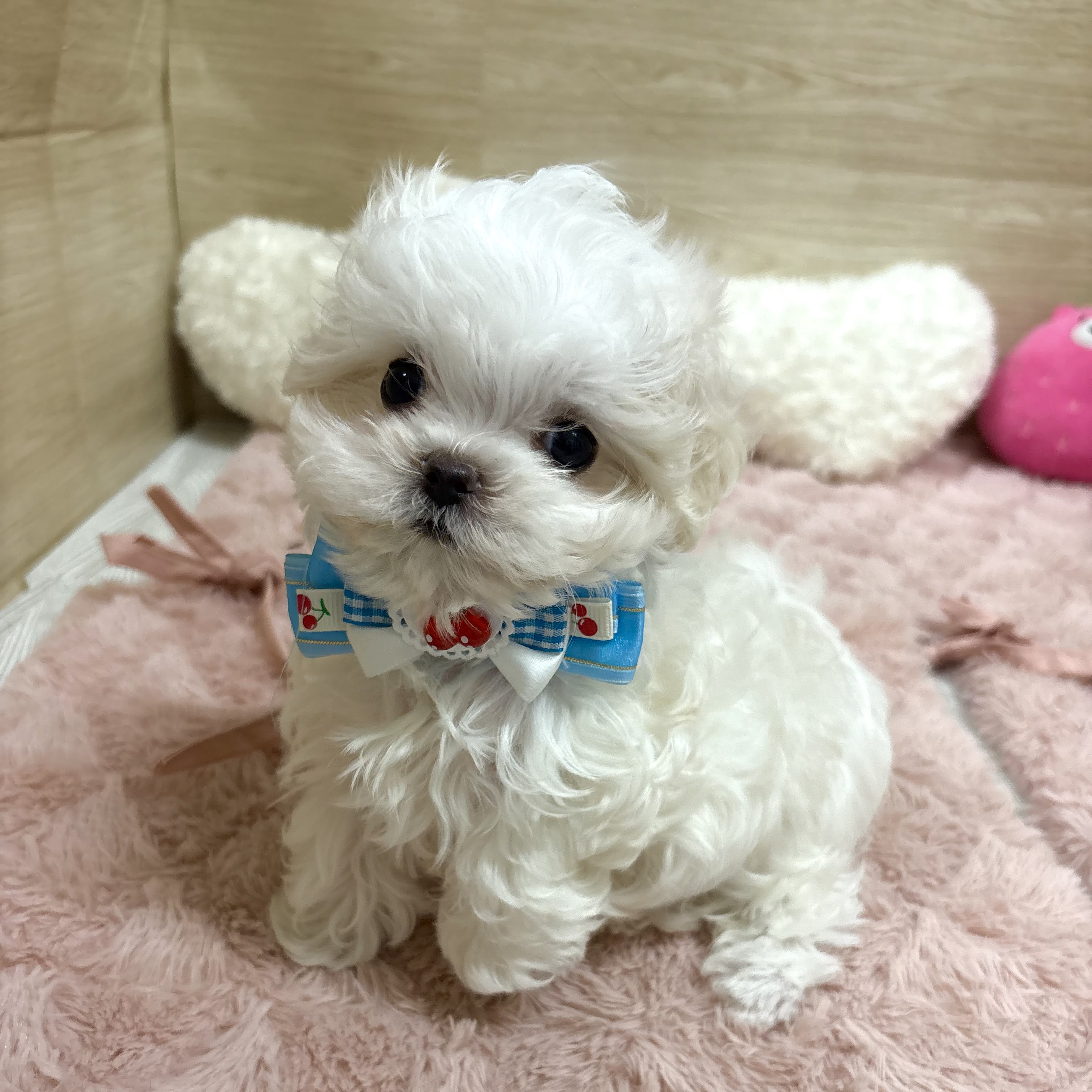 大阪府のマルチーズ (犬の家＆猫の里そよら東岸和田店/2025年6月7日生まれ/女の子/ホワイト)の子犬の1枚目の画像