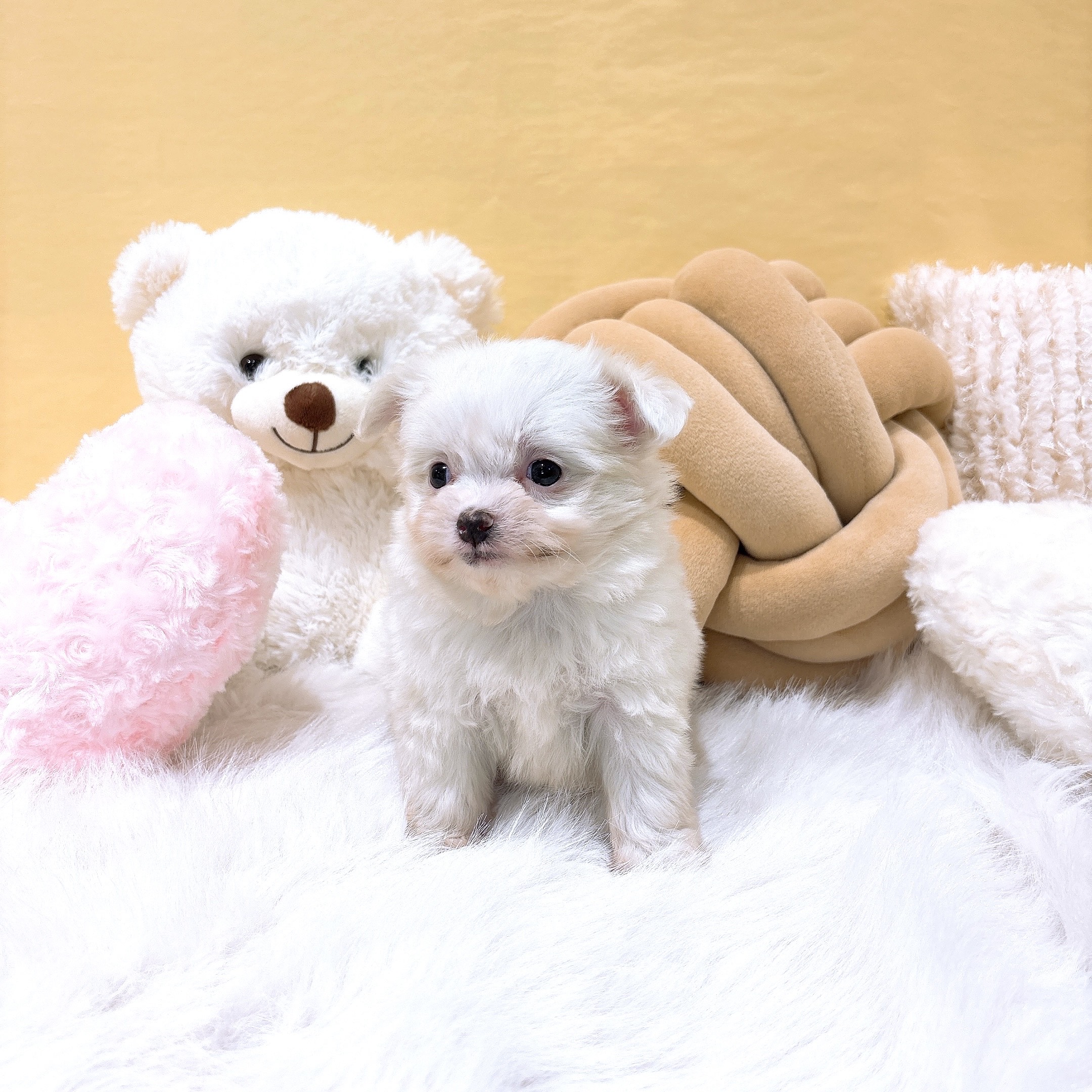 ハーフ犬女の子の写真