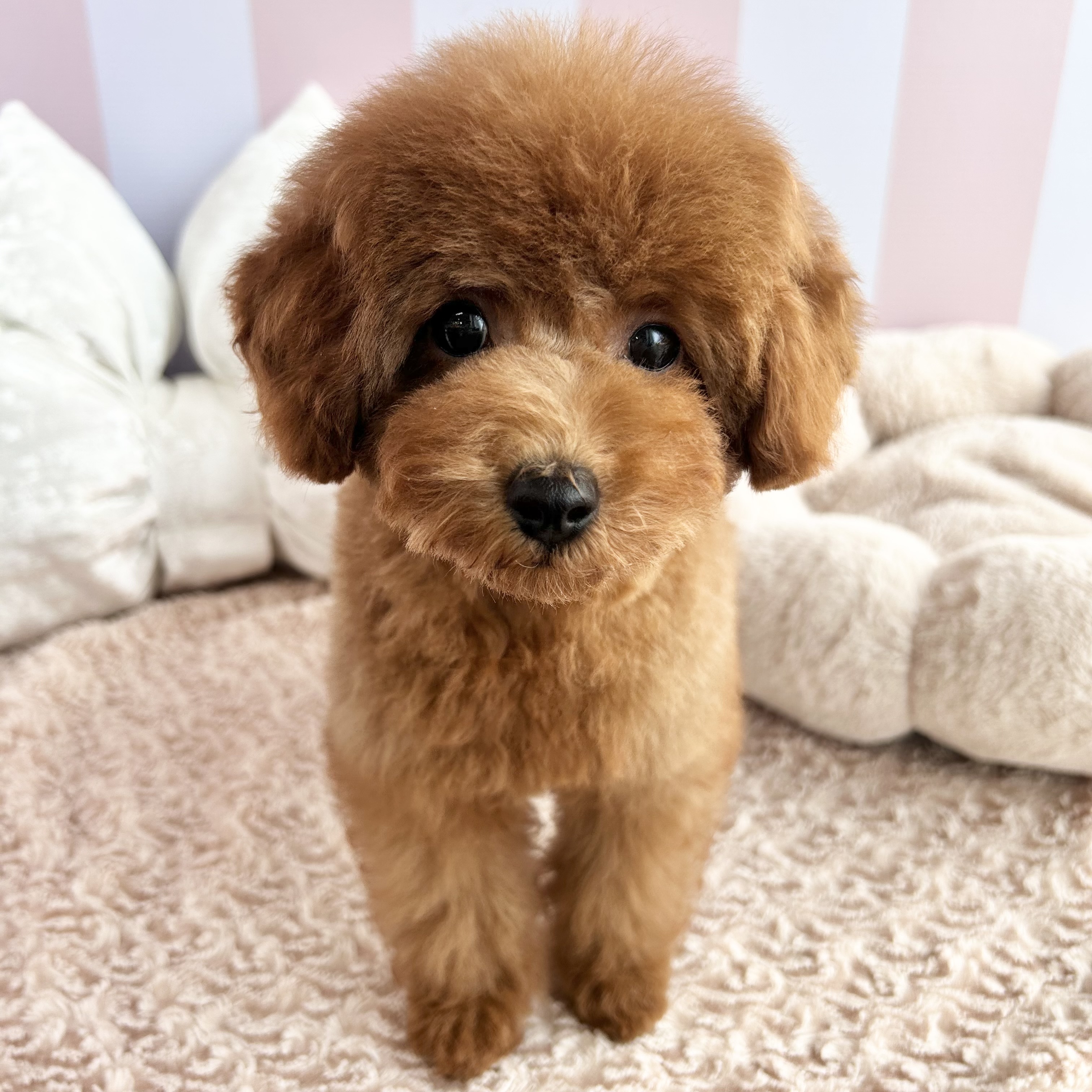 岡山県のトイプードル(トイ) (犬の家＆猫の里倉敷中庄店/2025年7月2日生まれ/男の子/レッドフォーン)の子犬の1枚目の画像
